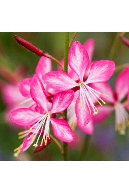 Рожеві відтінки гаури ’Rosy Jane’